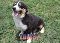 Edwin, a male Australian Shepherd for sale in Jasper, AR – 1 of 10