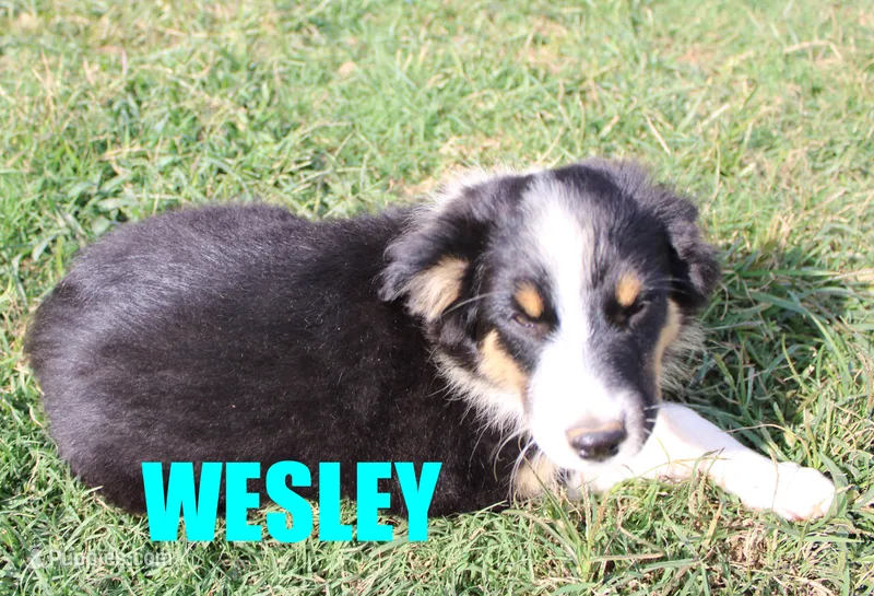 Wesley – Miniature Australian Shepherd puppy for sale in Jasper, AR