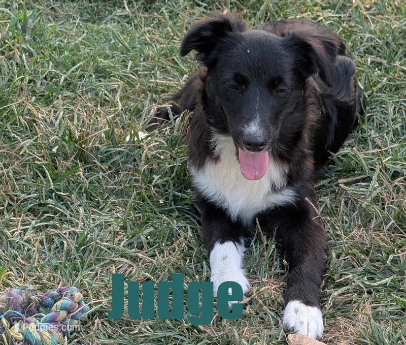 Judge – Australian Shepherd puppy for sale in Jasper, AR