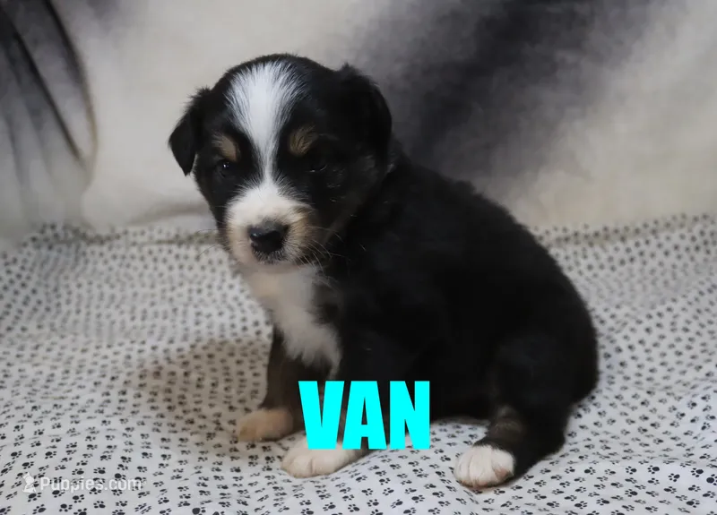 Van – Australian Shepherd puppy for sale in Jasper, AR