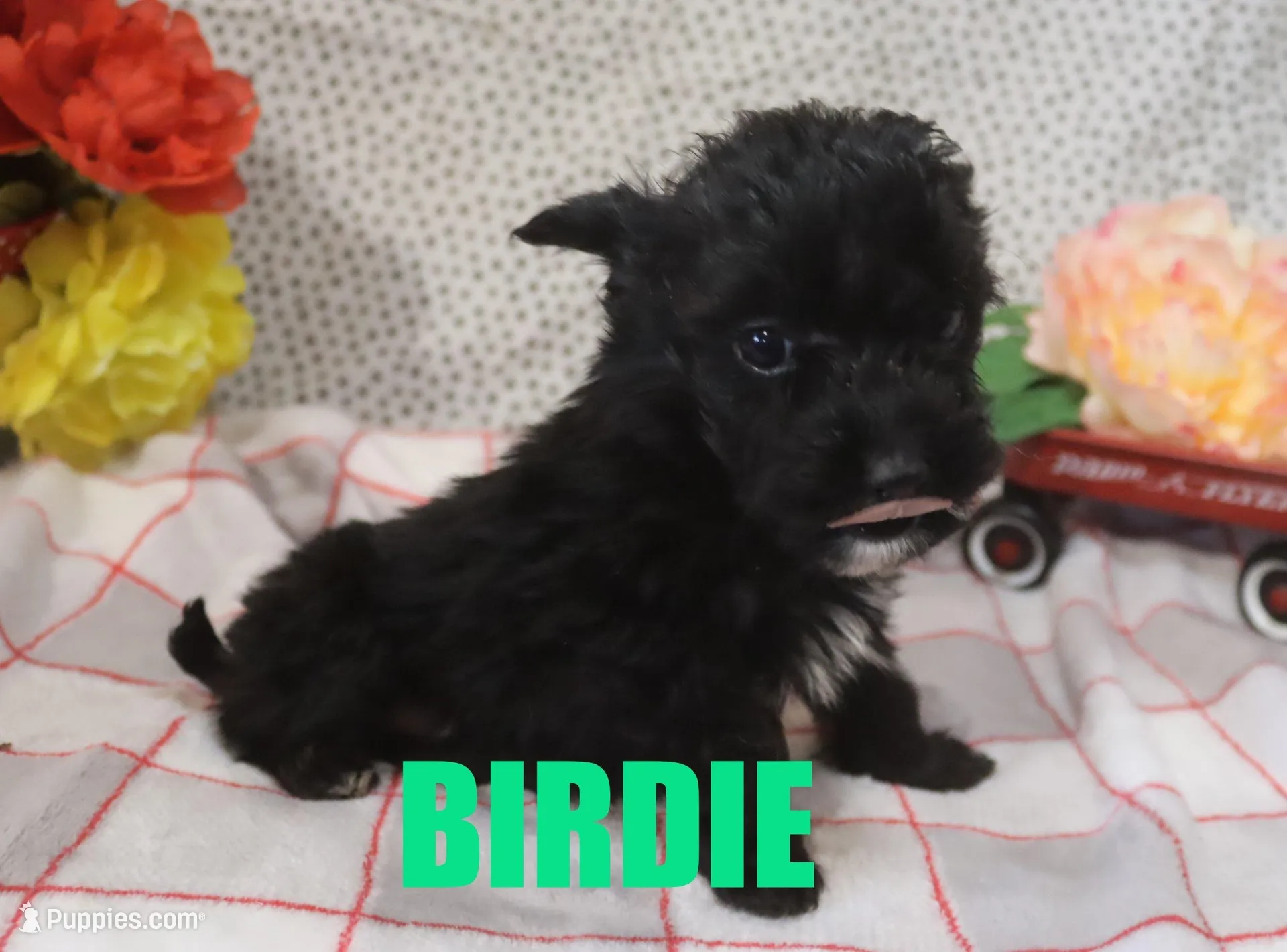 Birdy – Miniature Aussiedoodle puppy for sale in Jasper, AR