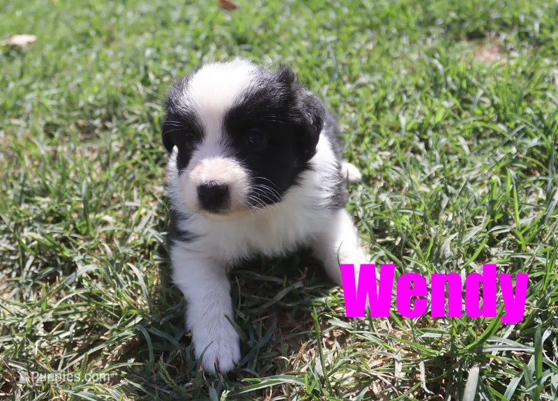 Wendy – Miniature Australian Shepherd puppy for sale in Jasper, AR