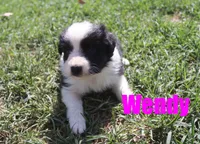 Wendy, a female Miniature Australian Shepherd for sale in Jasper, AR – 4 of 5