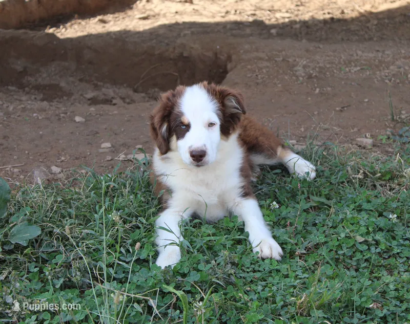 Tonka – Miniature Australian Shepherd puppy for sale in Jasper, AR