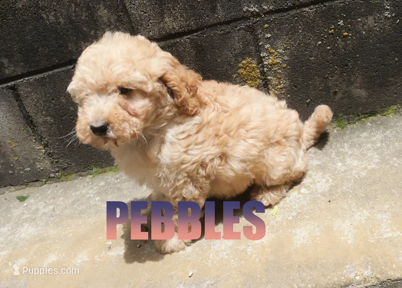 Pebbles – Poodle - Miniature  puppy for sale in Jasper, AR