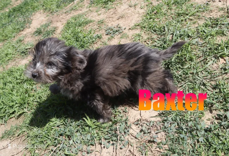Baxter – Miniature Aussiedoodle puppy for sale in Jasper, AR