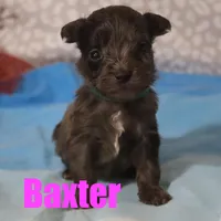 Baxter, a male Miniature Aussiedoodle for sale in Jasper, AR – Photo 2 of 2