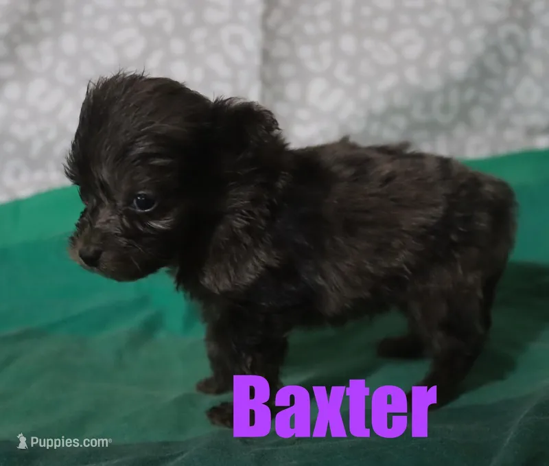 Baxter