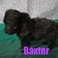Baxter, a male Miniature Aussiedoodle for sale in Jasper, AR – Photo 1 of 2