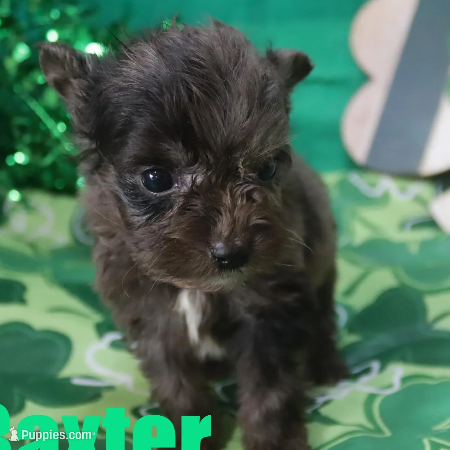 Baxter – Miniature Aussiedoodle puppy for sale in Jasper, AR