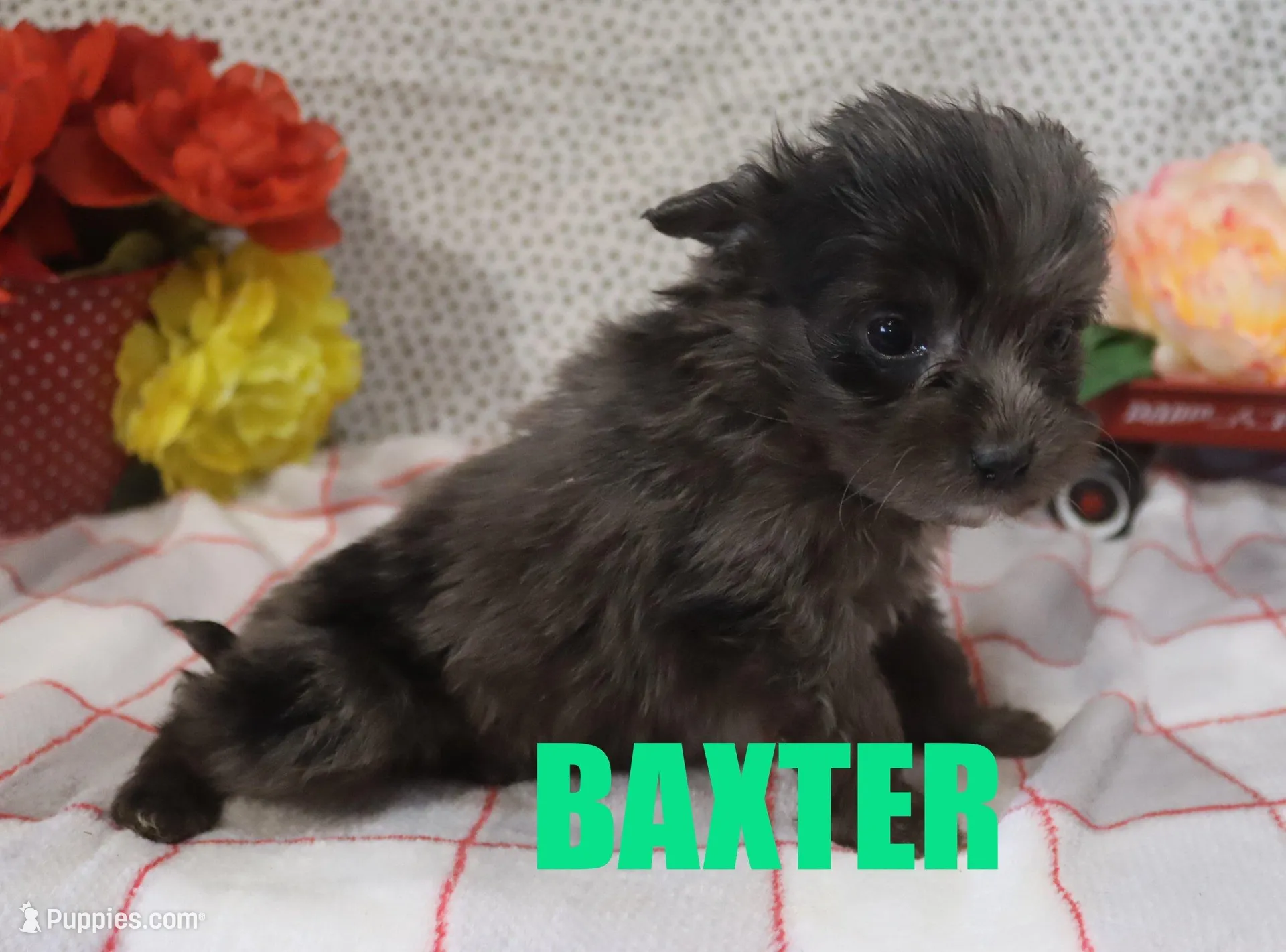 Baxter – Miniature Aussiedoodle puppy for sale in Jasper, AR