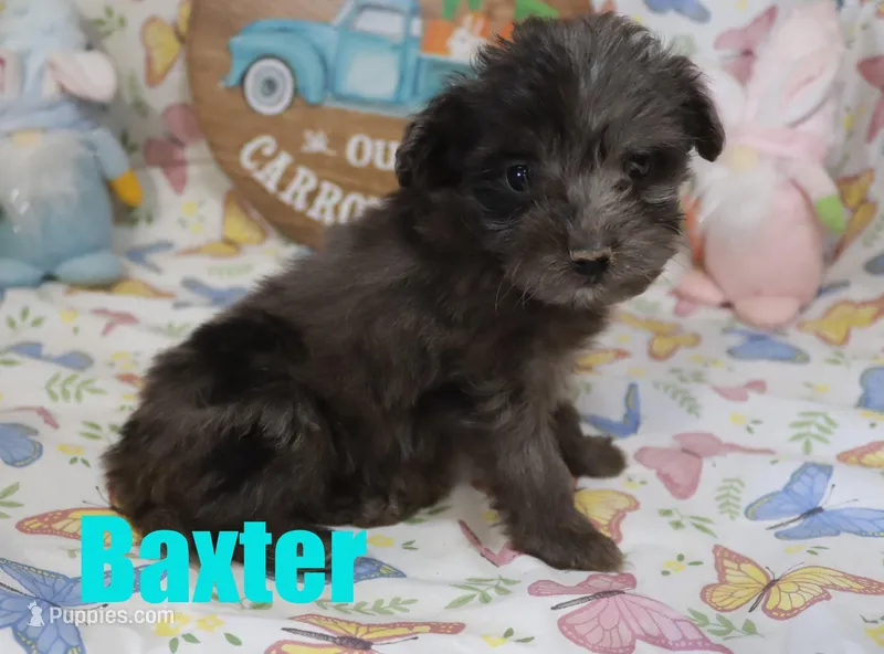 Baxter – Miniature Aussiedoodle puppy for sale in Jasper, AR