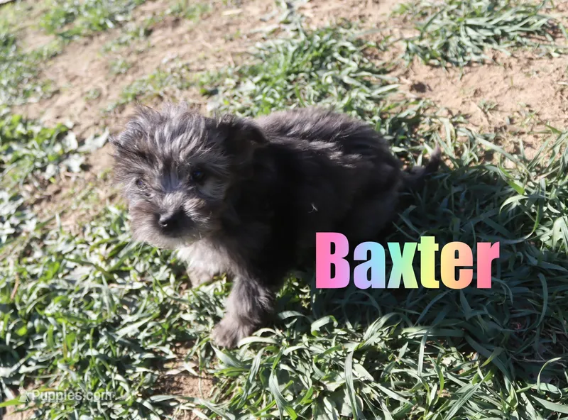 Baxter – Miniature Aussiedoodle puppy for sale in Jasper, AR