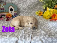 ZETA, a female Goldendoodle for sale in Jasper, AR – 3 of 3