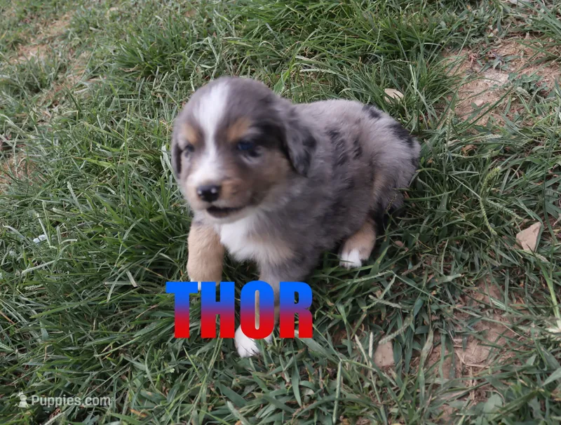 Thor – Miniature Australian Shepherd puppy for sale in Jasper, AR
