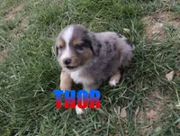 Thor, a male Miniature Australian Shepherd for sale in Jasper, AR – 5 of 8