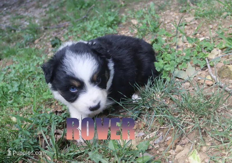 Robin – Australian Shepherd puppy for sale in Jasper, AR