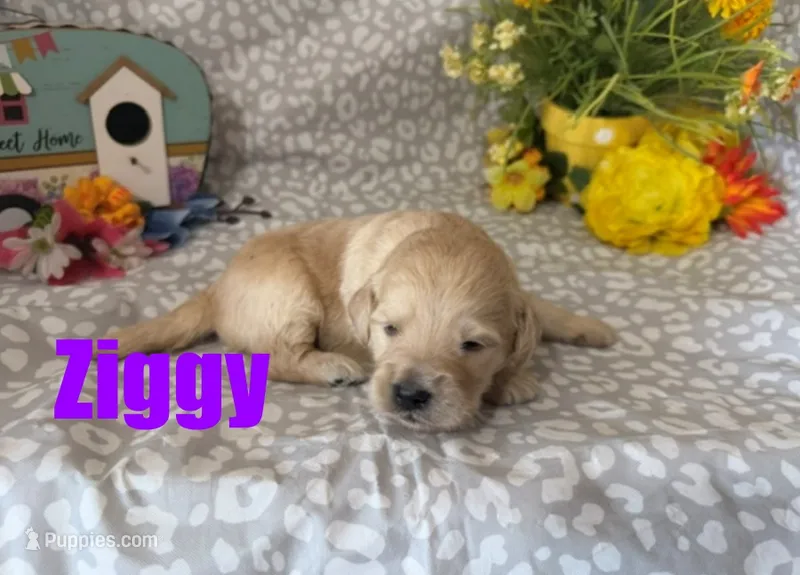 Ziggy – English Goldendoodle puppy for sale in Jasper, AR