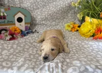 Ziera, a female Goldendoodle for sale in Jasper, AR – 2 of 2
