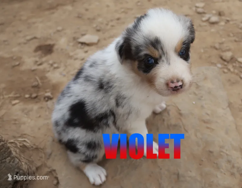 Violet – Australian Shepherd puppy for sale in Jasper, AR