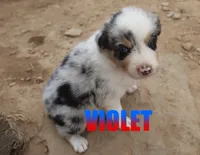 Violet, a female Australian Shepherd for sale in Jasper, AR – 5 of 8