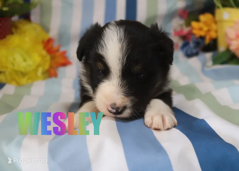 Wesley – Miniature Australian Shepherd puppy for sale in Jasper, AR