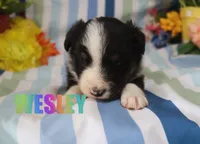 Wesley, a male Miniature Australian Shepherd for sale in Jasper, AR – 1 of 1