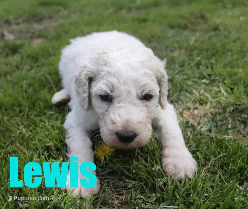 Lewis – Poodle - Standard  puppy for sale in Jasper, AR