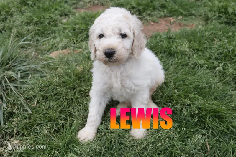 Lewis – Poodle - Standard  puppy for sale in Jasper, AR