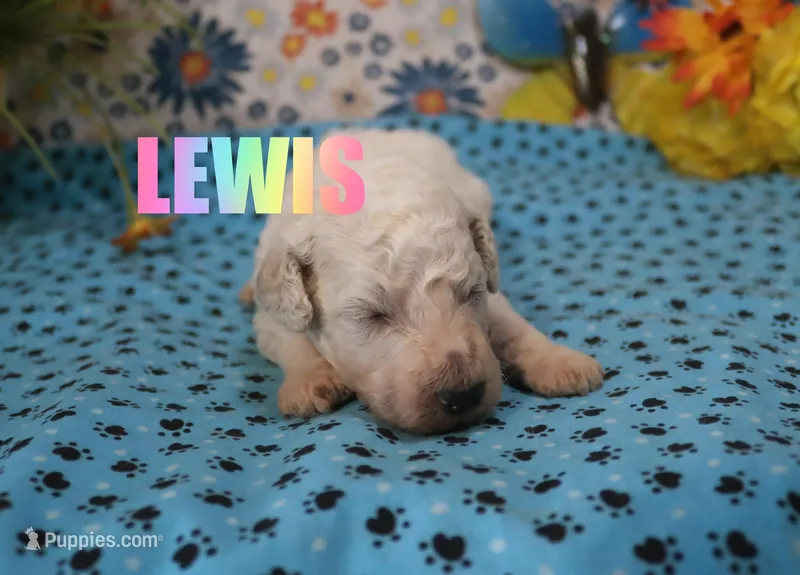 Lewis – Poodle - Standard  puppy for sale in Jasper, AR