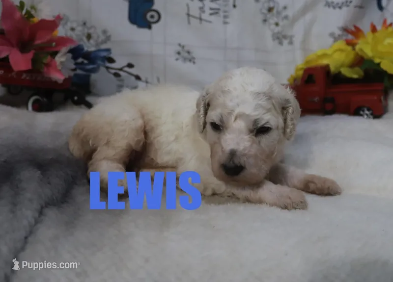Lewis – Poodle - Standard  puppy for sale in Jasper, AR