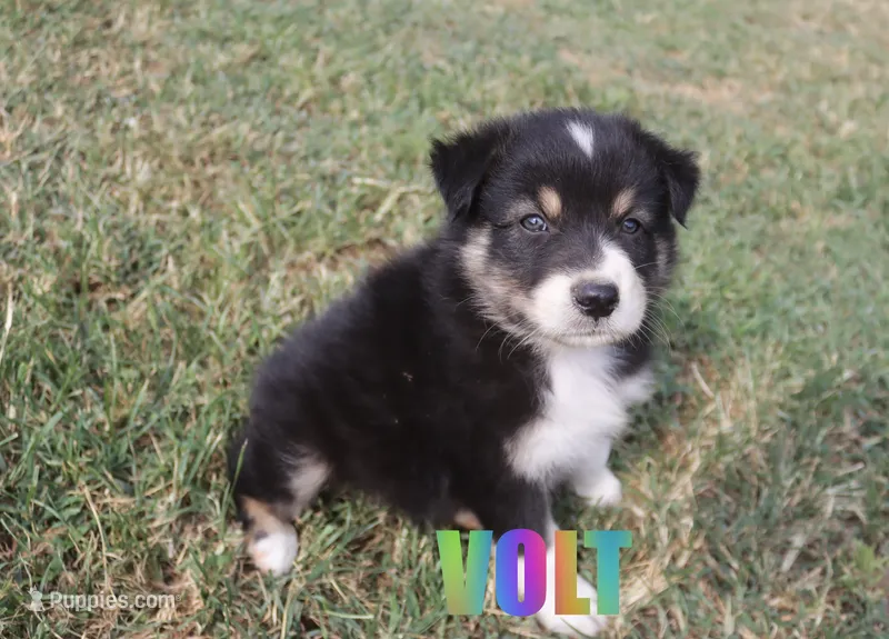 Volt – Australian Shepherd puppy for sale in Jasper, AR