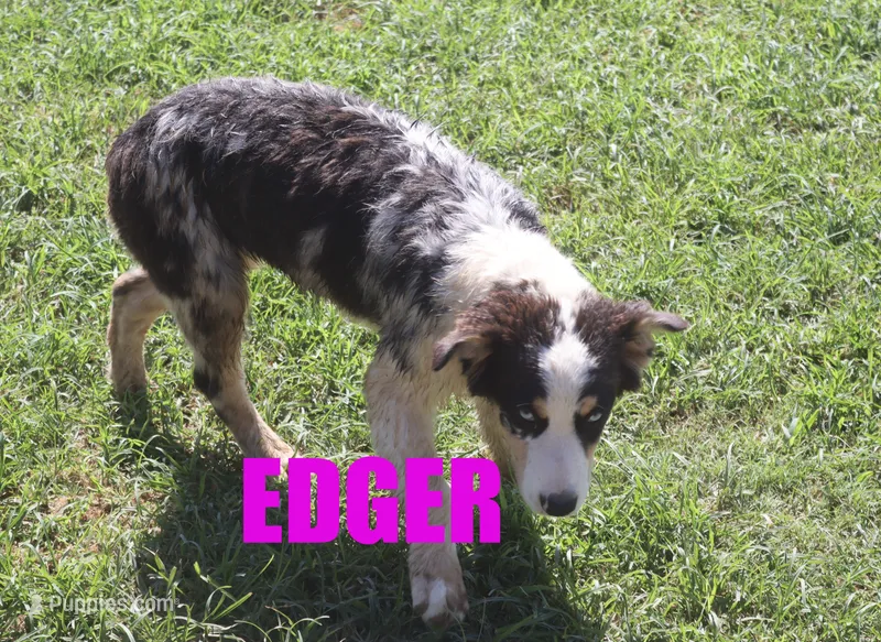 Edger – Australian Shepherd puppy for sale in Jasper, AR
