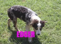 Edger, a male Australian Shepherd for sale in Jasper, AR – 1 of 10