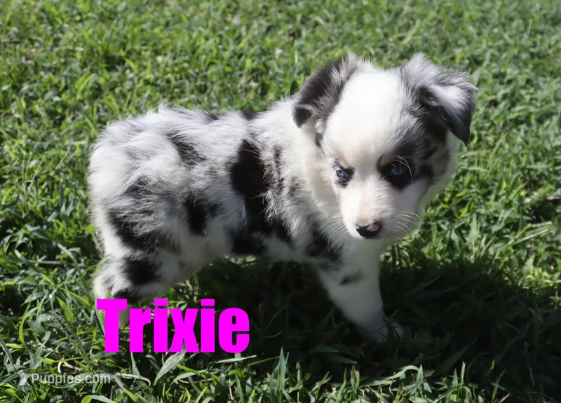 Trixie – Miniature Australian Shepherd puppy for sale in Jasper, AR