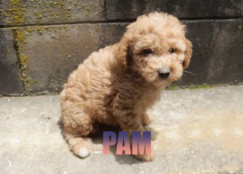 Pam – Poodle - Miniature  puppy for sale in Jasper, AR