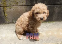 Pam, a female Poodle - Miniature  for sale in Jasper, AR – 2 of 8