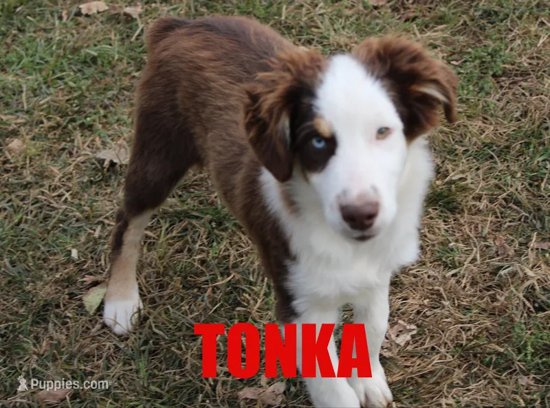 Tonka – Miniature Australian Shepherd puppy for sale in Jasper, AR