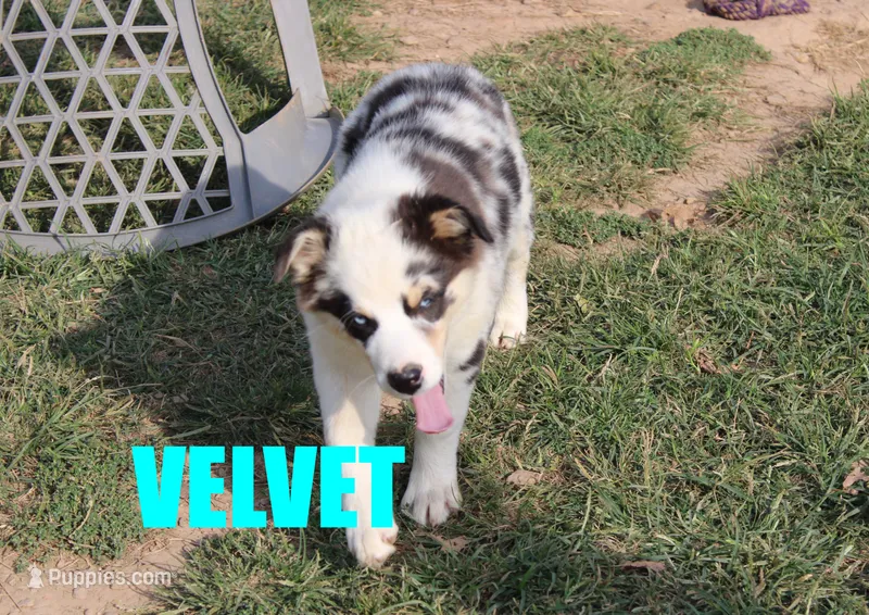 Velvet – Australian Shepherd puppy for sale in Jasper, AR