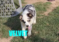 Velvet, a female Australian Shepherd for sale in Jasper, AR – 1 of 10