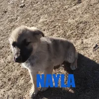 Nayla, a female German Shepherd Dog for sale in Jasper, AR – Photo 7 of 9