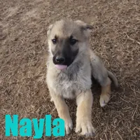 Nayla, a female German Shepherd Dog for sale in Jasper, AR – Photo 6 of 9