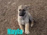 Nayla, a female German Shepherd Dog for sale in Jasper, AR – Photo 4 of 7