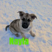 Nayla, a female German Shepherd Dog for sale in Jasper, AR – Photo 4 of 9