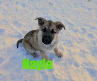 Nayla, a female German Shepherd Dog for sale in Jasper, AR – Photo 2 of 7