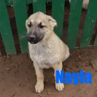 Nayla, a female German Shepherd Dog for sale in Jasper, AR – Photo 5 of 9