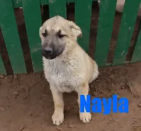 Nayla, a female German Shepherd Dog for sale in Jasper, AR – Photo 3 of 7