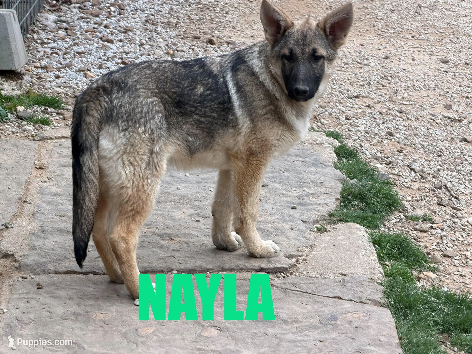 Nayla – German Shepherd Dog puppy for sale in Jasper, AR