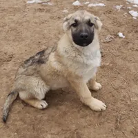 Nayla, a female German Shepherd Dog for sale in Jasper, AR – Photo 9 of 9