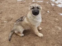 Nayla, a female German Shepherd Dog for sale in Jasper, AR – Photo 7 of 7